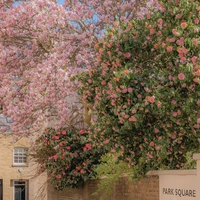 Tác giả Alice đayyy