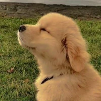 tác giả siêu lười