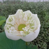 Tác Giả Tên Minh