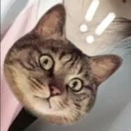 tg