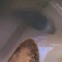 mori_cat