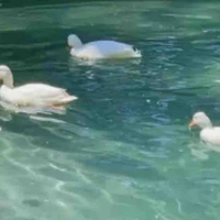 Quần chúng ( cân mọi vai nam)