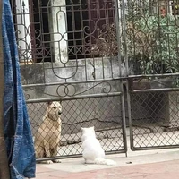 Bà hàng xóm 