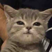 Tác giả không giả