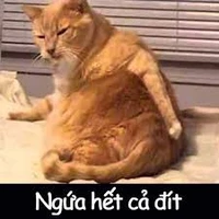 ĐÁM CON TRAI