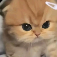 bà tác giả