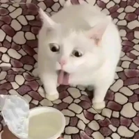 cả lớp