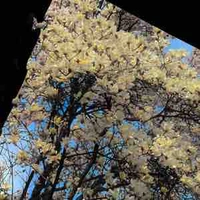 A Minh và Tiểu Nhi