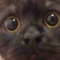 An xinh, lỗi bạn🥰