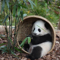 panda-hệ thống