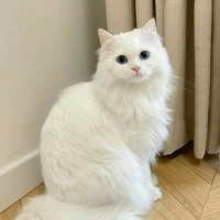 Tiểu Miêu 【Mèo】