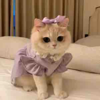 Tuyết - Mèo🐱 ( cái )