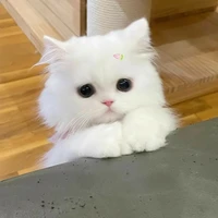 Tiểu Mi 