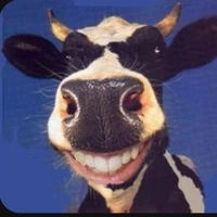 thủ lĩnh đàn bò { moo ~ }