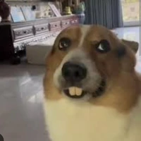 Noau