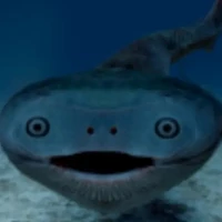 Con điên