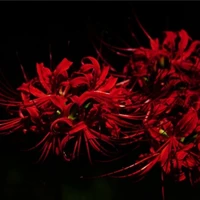 nhân vật quần chúng