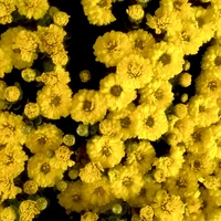 An chủ