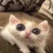 Tác giả bị bệnh đẹp trai