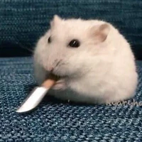 t/g siu 🐭