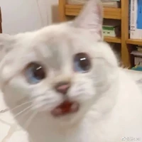 Mèo