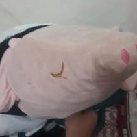 heo béo