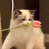t/g cute