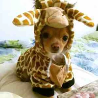 Tác giả cuteo
