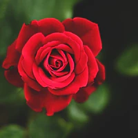 Hồng Đỏ