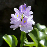 Lục Bình
