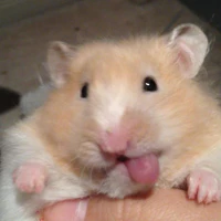 hamster
