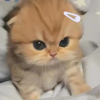 Tác giả