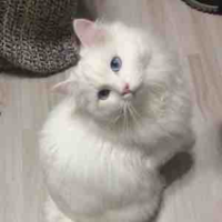 Rhyder (mèo)