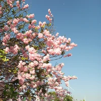 all top ( - ko có mặt )