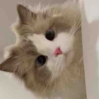 Tác Giả Hiện Lên Và Nói 