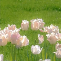 Tác giả lạnk lụnk