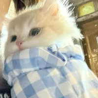 Nacho_HT