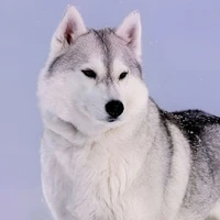 Mã Gia Kỳ ( dạng thú )