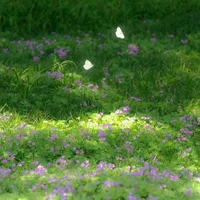 Mọi người (-Nar)