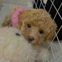 Lại là Captain boyy