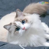 mèo (pet của Vietnam)