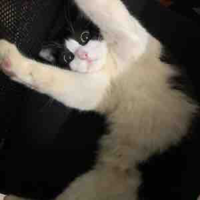 thvmeowww (tg)