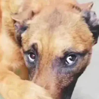 t/g dog