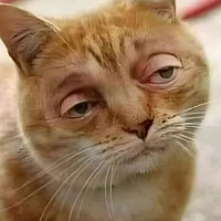 su( mèo dth)