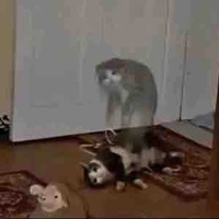 ???