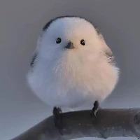 Wett_cú đưa thư