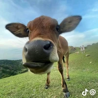 hệ thống tùm lumm. ？？？