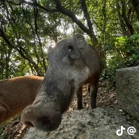 cô giáo như mẹ hiền👉👈😈