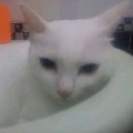 Miêu yêu