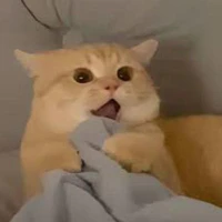 Koan tấc giở